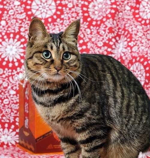 花猫门口叫声的预示（揭示花猫门口叫声背后的秘密与意义）