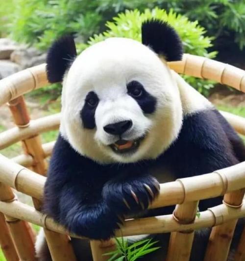 森林动物的食物链（揭秘森林动物们的饮食习性）