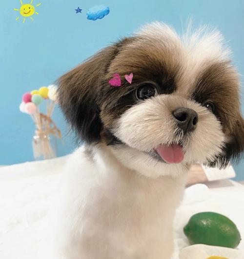 西施犬颜色选择与品质（挑选最适合的西施犬毛色，从外观品质出发）