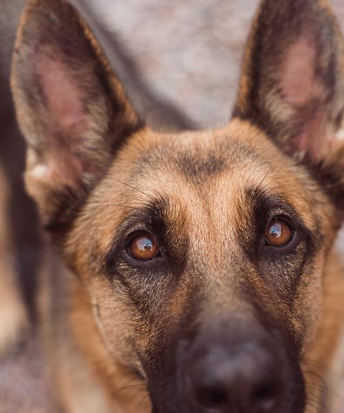 以德牧的多彩脸色（德国牧羊犬的多样外貌及其遗传特点）