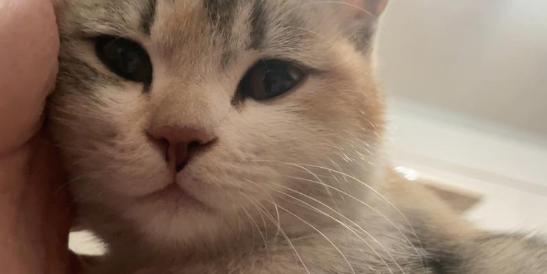 猫咳吐症状解析——猫咳嗽与呕吐原因和处理方法详解（了解猫咳吐的症状，帮助您更好地照顾爱猫）