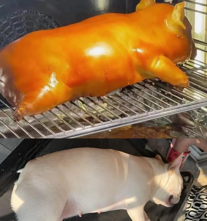 八个月法斗的饮食需求及注意事项（了解如何为你的法斗提供均衡的营养和健康的饮食）