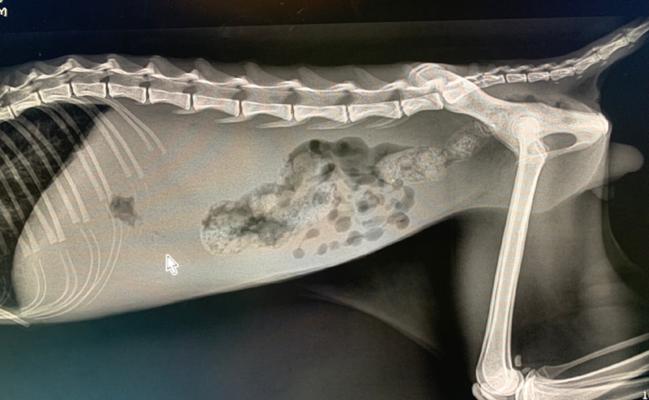 猫生化（了解猫生物化学，照顾猫咪健康无忧）
