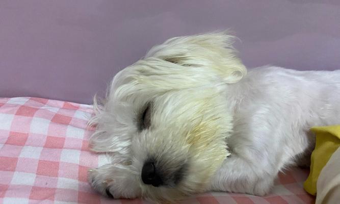 比熊犬之直毛之谜（揭开比熊犬为何多以直毛为主的原因）