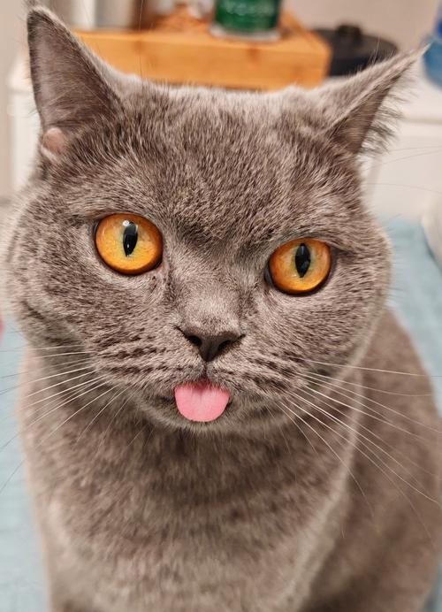 猫咪眼睛凸出的原因及解决方法（揭秘猫咪眼睛凸出的神秘面纱，告诉你该如何帮助猫咪恢复健康）