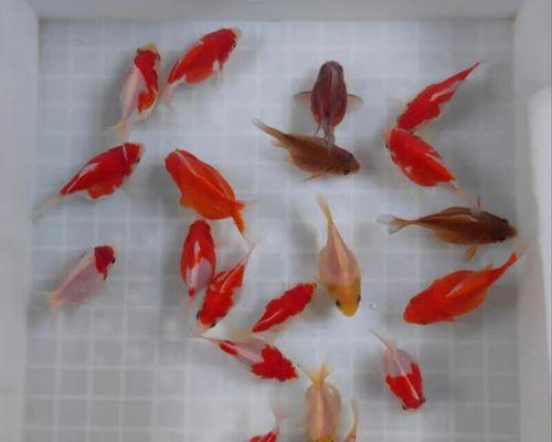 选择最适合养殖的锦鲤品种（了解锦鲤的特点与需要，打造理想养殖环境）