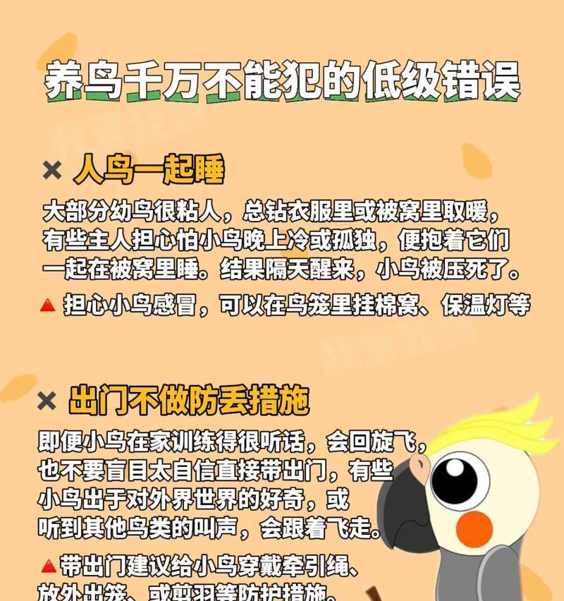 个人养殖鹦鹉的必备知识与技巧（了解鹦鹉需求有效养护合理繁殖）