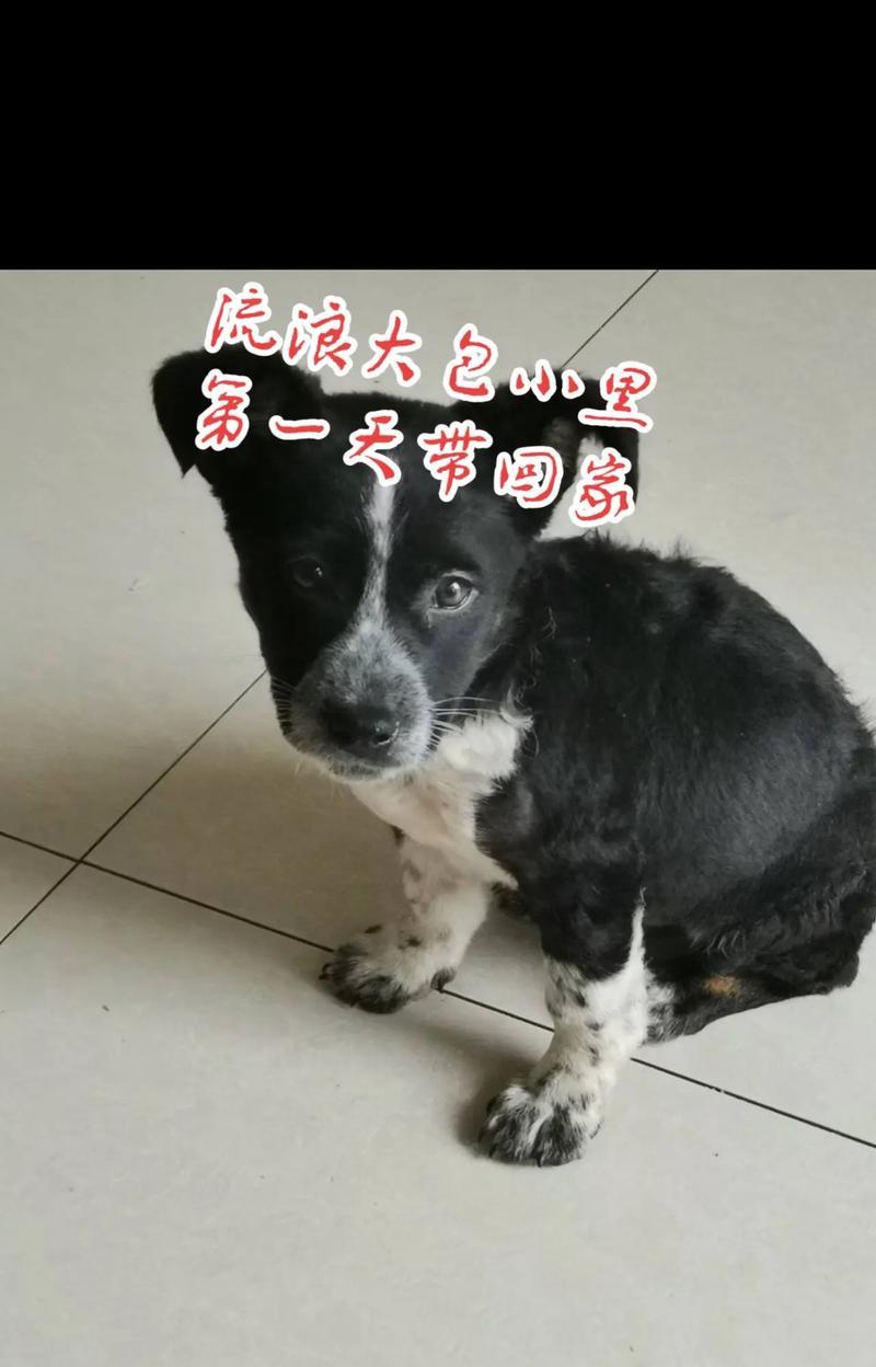 探寻以70的狗是什么命的奥秘（揭开70的狗是怎样影响命运的面纱）