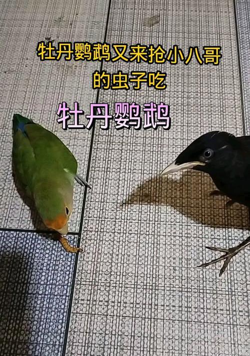 鹦鹉最喜欢吃什么虫子？（探秘鹦鹉饮食习性，解读它们的最爱是哪些虫子）