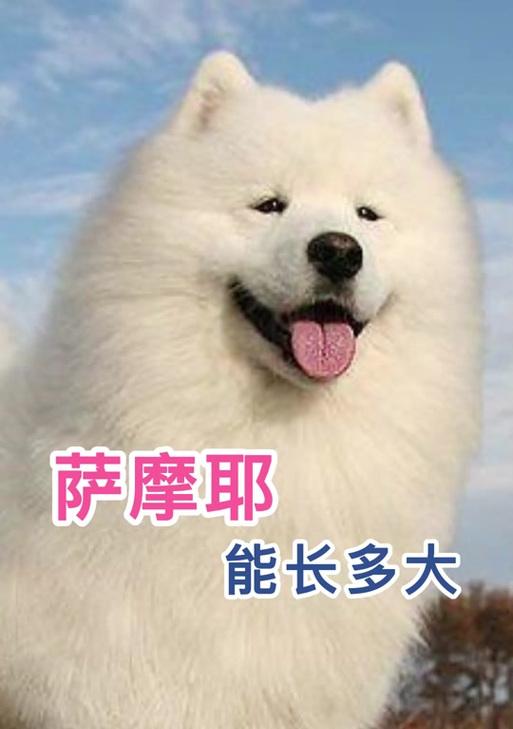 萨摩不吃狗粮的原因剖析（探寻萨摩为何拒食狗粮，揭秘其选择的背后原因）