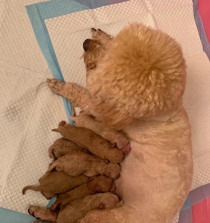 泰迪犬怀孕的症状揭秘（了解泰迪犬怀孕的重要症状与表现）