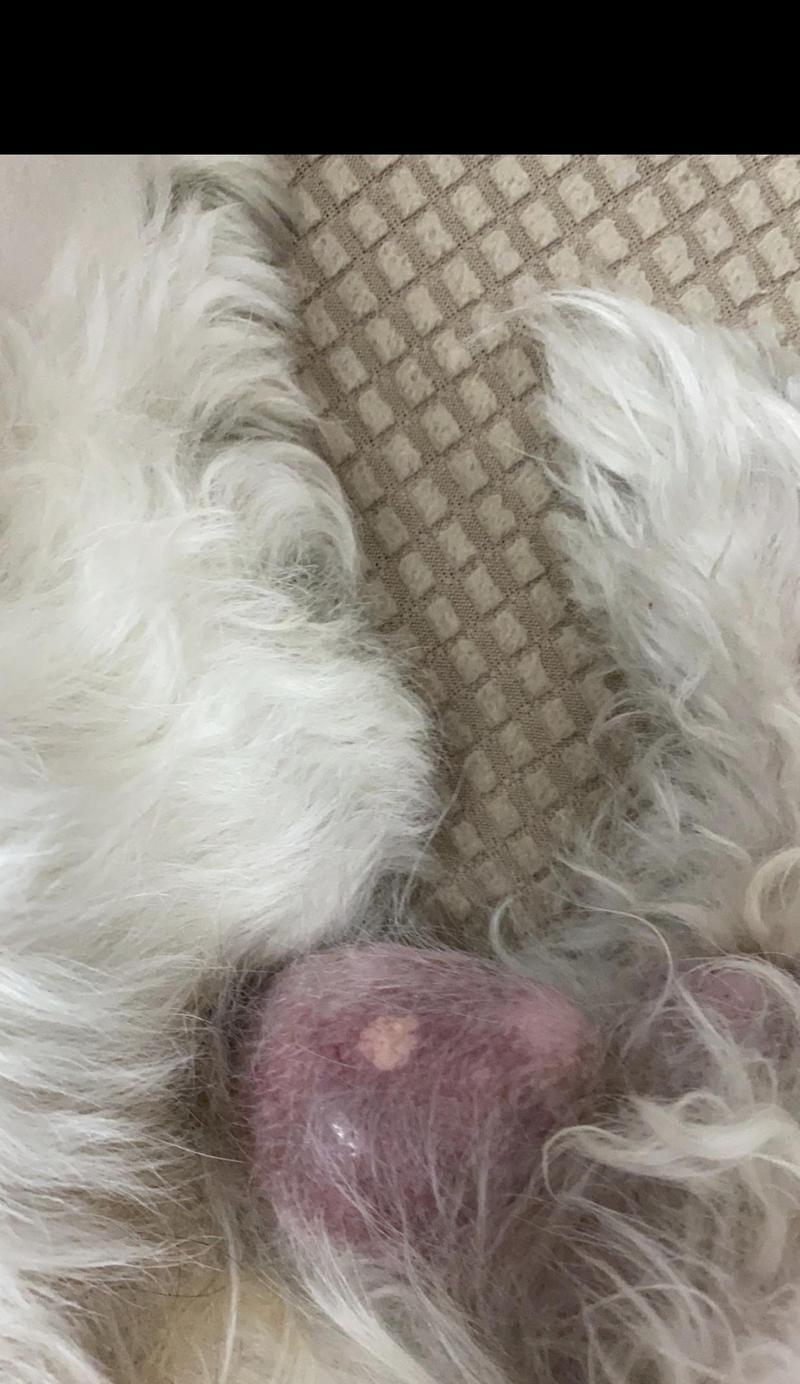 狗乳腺瘤的识别和治疗方法（从症状到治疗，了解狗乳腺瘤的一切）