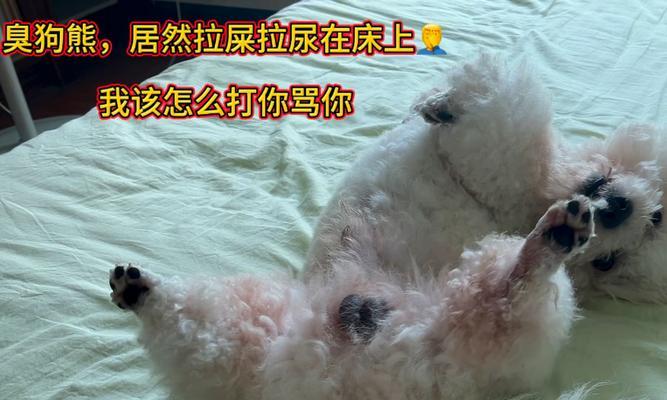 探秘狗的正常排便（揭秘狗狗排便的健康秘密，让你了解它的身体状况）