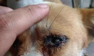 小狗流眼屎的原因及处理方法（揭秘小狗流眼屎的真相，帮助您解决这个问题）