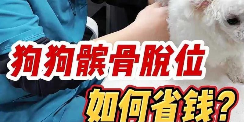 泰迪髌骨脱位的原因、症状与治疗（了解泰迪髌骨脱位的危害，正确应对和治疗）
