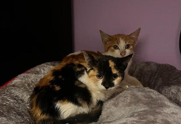 猫咪世界里的害怕——揭秘猫咪的恐惧源（探索猫咪心灵深处的恐惧与猫咪与恐惧相处的方法）