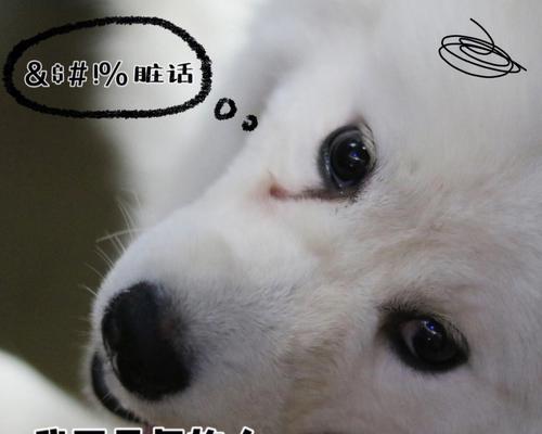 狗的每日溜行之重要性（为什么每天溜狗是它们的生活所必需的）