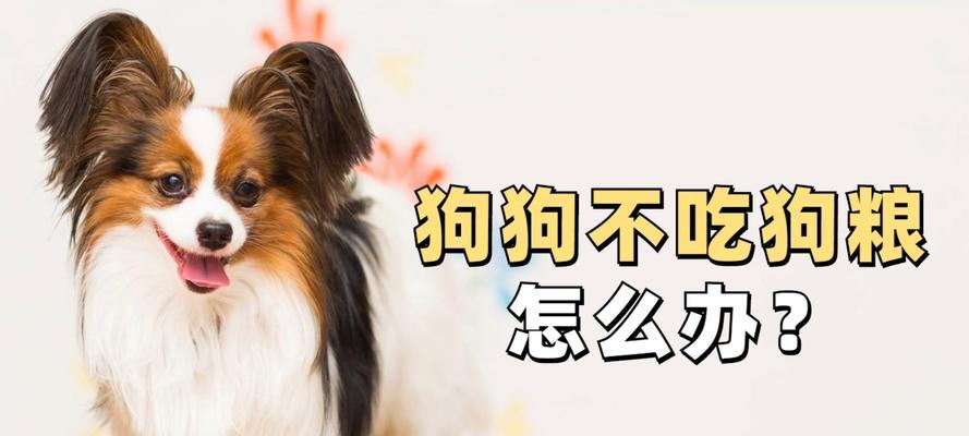 狗狗不爱吃饭的原因及解决方法（为什么狗狗不爱吃饭？如何让狗狗养成良好的饮食习惯？）