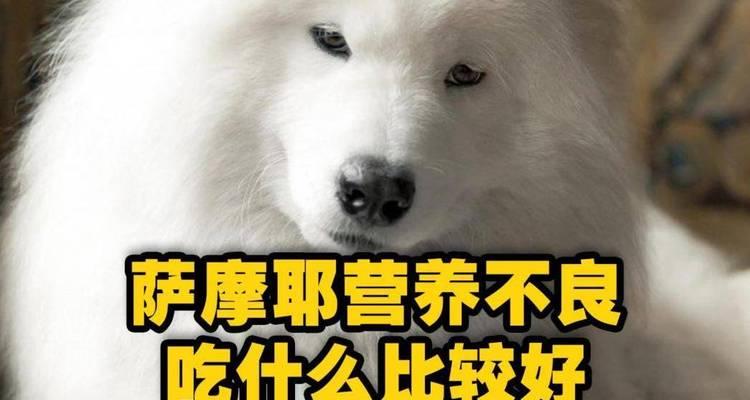 以萨摩喂什么肉好？（了解萨摩犬饮食需求的关键）