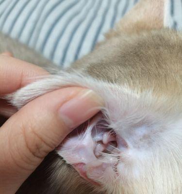 猫耳朵为什么如此脏？（探究猫耳朵脏的原因及清洁方法）