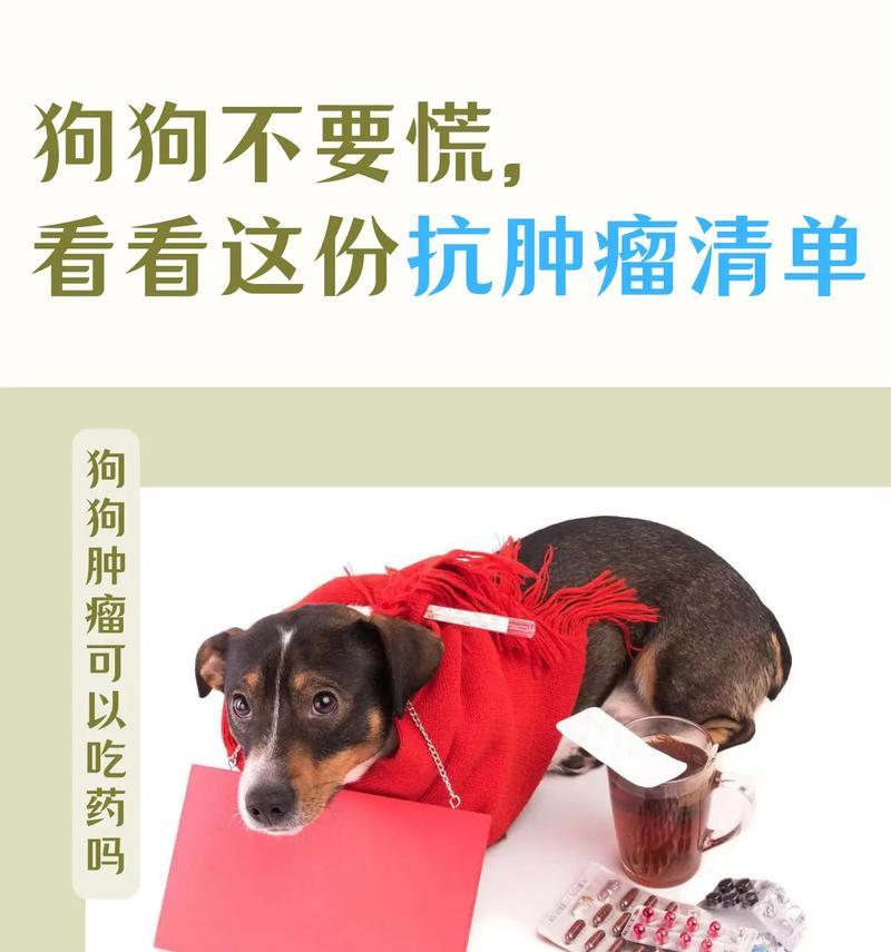 狗狗成长所需的营养饮食（了解狗狗长身体所需的食物和营养成分，助力它健康成长）