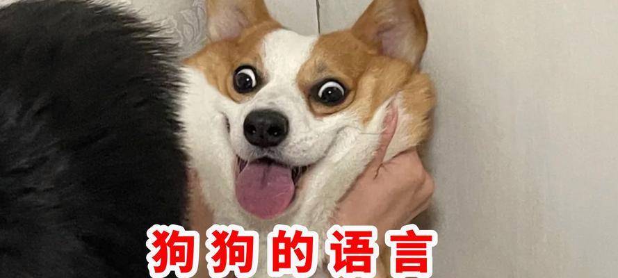 和狗狗说话的奇妙之处（解析人与狗交流的秘密，为何它们能理解我们？）