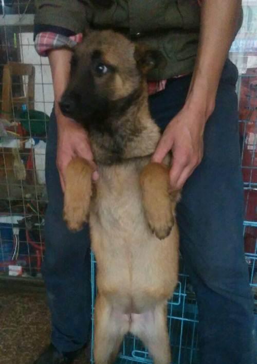 狗怀孕前的疫苗接种（保证母犬和幼犬的健康）