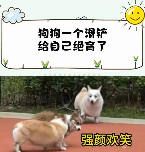 为什么给狗做绝育？（探讨狗狗绝育的好处及必要性）