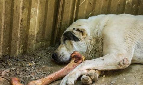 牧羊犬寿命短暂的原因（探寻牧羊犬寿命短暂的关键因素）