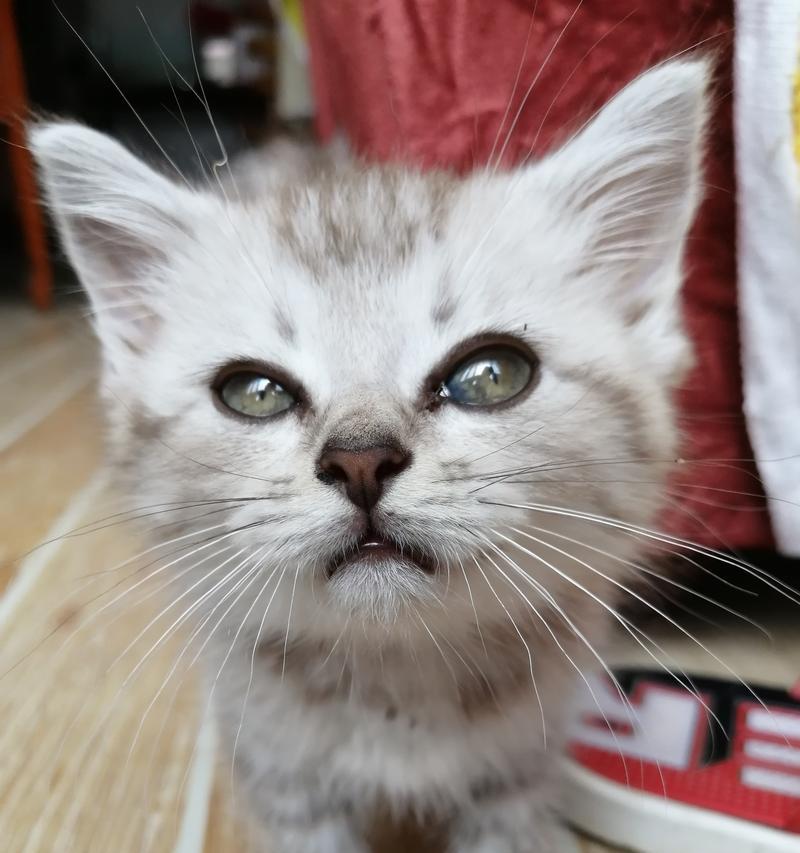 初次尝试实体食物的小猫为何不吃饭？（探寻小猫不吃饭的原因及解决方法）