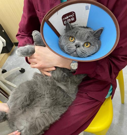 全面了解猫猫体检，关心它们的健康（宠物猫猫体检的必要性与步骤）