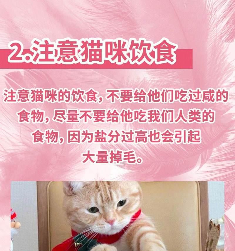 十天小猫的适宜食物选择（为幼猫提供均衡营养的食物选择）