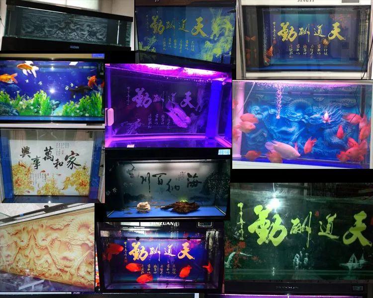 锦鲤扎堆，成为角落新宠（揭秘锦鲤为何喜欢聚集在角落，独特魅力解析）