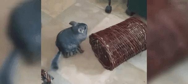 龙猫幼崽喝什么奶？（了解龙猫幼崽喂养的奶类需求及注意事项）