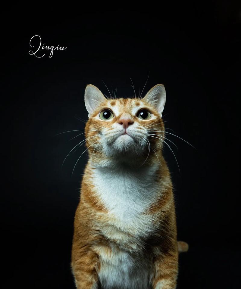 宠物猫为什么比土猫大？（探究宠物猫品种与土猫体型的差异）