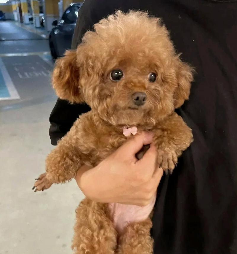 带回家的泰迪幼犬，如何做到细心呵护？（新成员的到来，宠物生活需要注意什么？）