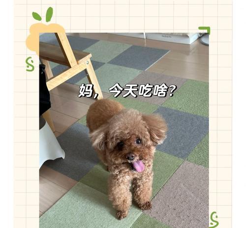 狗狗饮食习惯与健康——吃米饭的影响（了解狗狗吃米饭的必要性及注意事项）