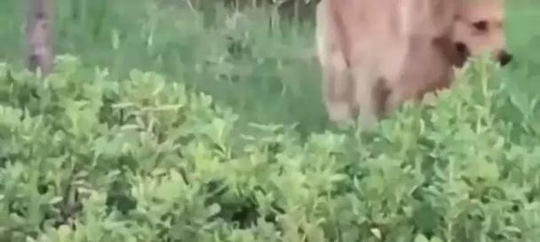 狗为什么会蹭屎？（揭秘狗蹭屎的原因和行为动机）