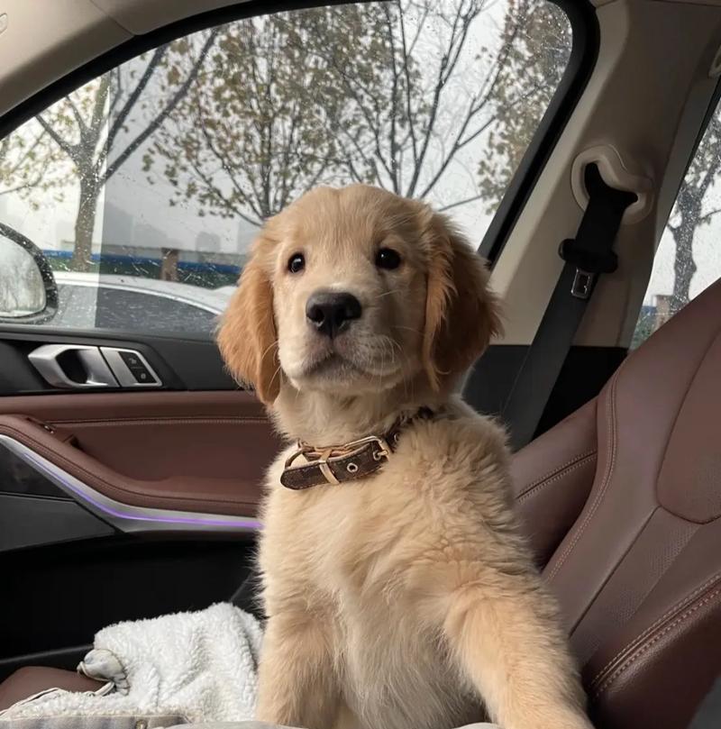 金毛犬生长缓慢的原因剖析（为什么两个月大的金毛犬体重只有4斤？）