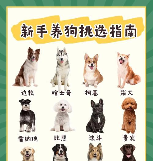哈士奇为什么喜欢掉毛？（探索哈士奇掉毛背后的原因及处理方法）