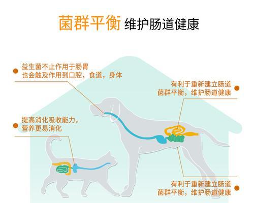 金毛宠物养成指南（以金毛生狗需注意的饮食禁忌）
