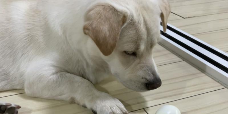 为什么狗不吃鸡蛋？（探究狗不食用鸡蛋的原因与影响）