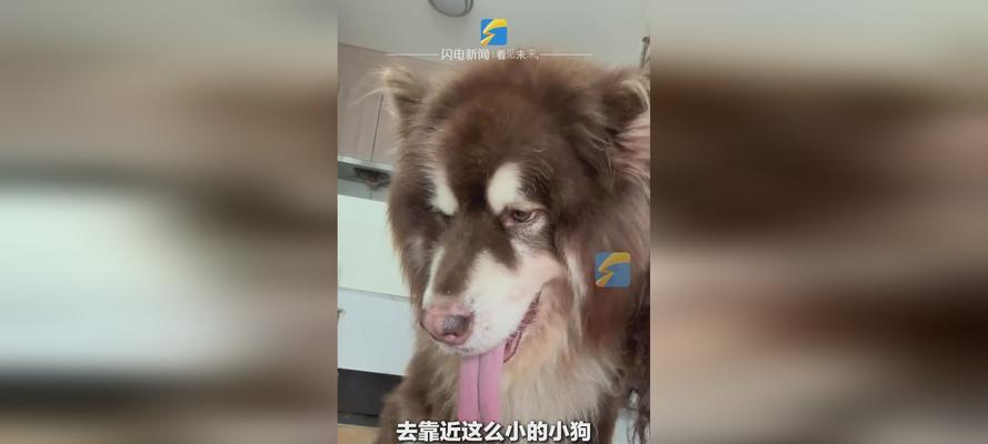 揭秘狗狗为什么老嘴抖的原因（探索狗狗嘴抖现象背后的秘密）
