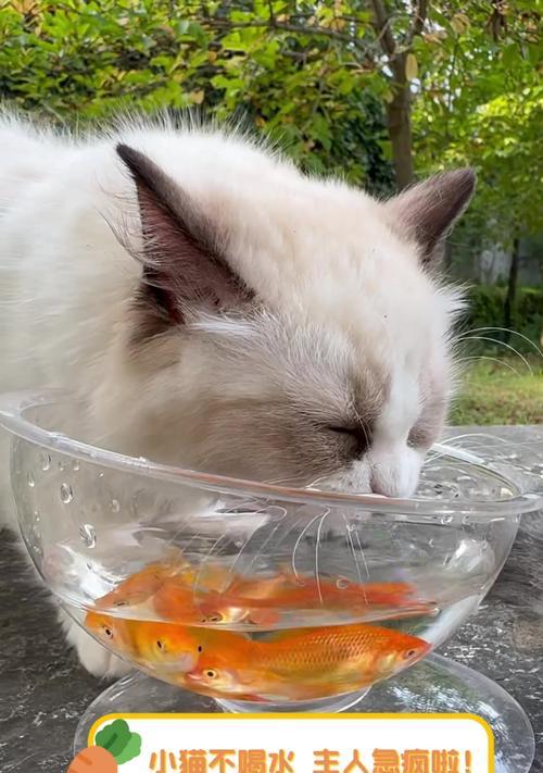 揭秘猫咪为何不喜欢喝水（探究猫咪对水源的偏好及其影响因素）