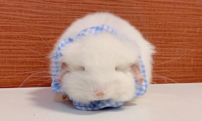 龙猫丝绒粉白（探寻龙猫丝绒粉白的魅力与特点）