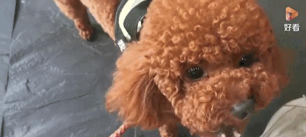 如何为泰迪幼犬提供最佳饮食？（探索泰迪幼犬营养需求的关键）