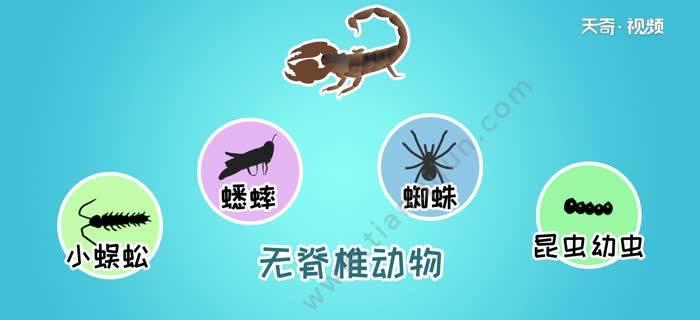 无毛蜘蛛的食物来源（揭秘无毛蜘蛛的特殊饮食习惯）