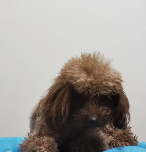 狗狗不吃不喝怎么办？（喂什么药能让狗狗恢复食欲？）