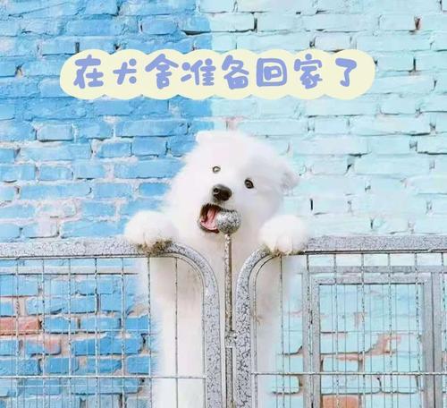 如何选择适合2个月萨摩耶的狗粮（为宝宝提供健康成长所需的营养）