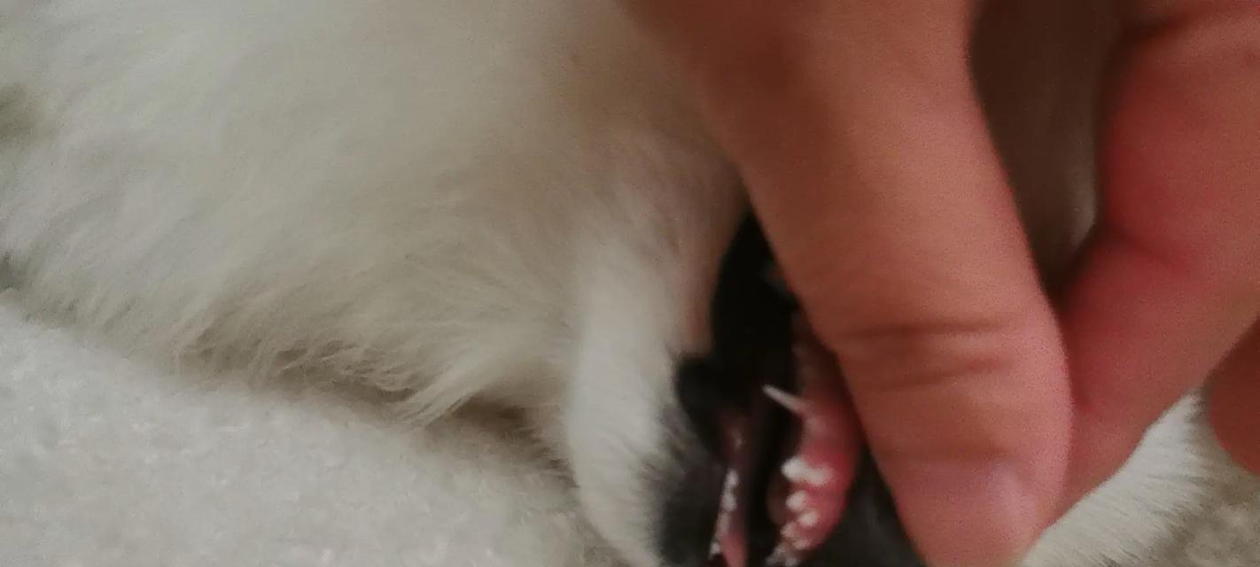 狗的牙齿生长的奥秘（探秘犬类牙齿生长的过程和影响因素）